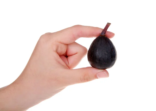 Young Female Hand Holding Fresh Whole Fig Isolated White Background — Stock Photo, Image