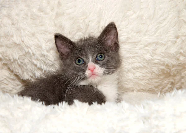 Adorable Gatito Gris Blanco Una Cama Piel Oveja Mirando Directamente — Foto de Stock