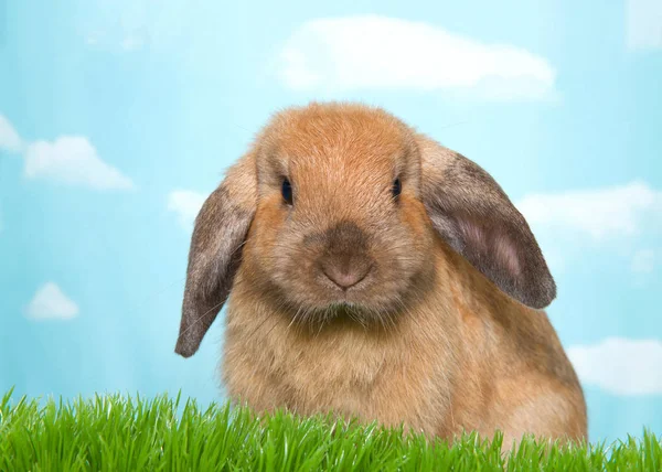 一只褐色的色泽圆润的兔子在绿草中的肖像 直视着观众 蓝天蓝天云彩 — 图库照片