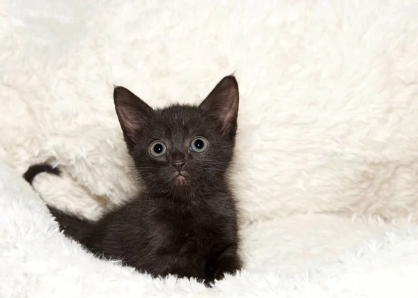 Pequeño Gatito Negro Adorable Con Grandes Ojos Anchos Asomándose Desde — Foto de Stock