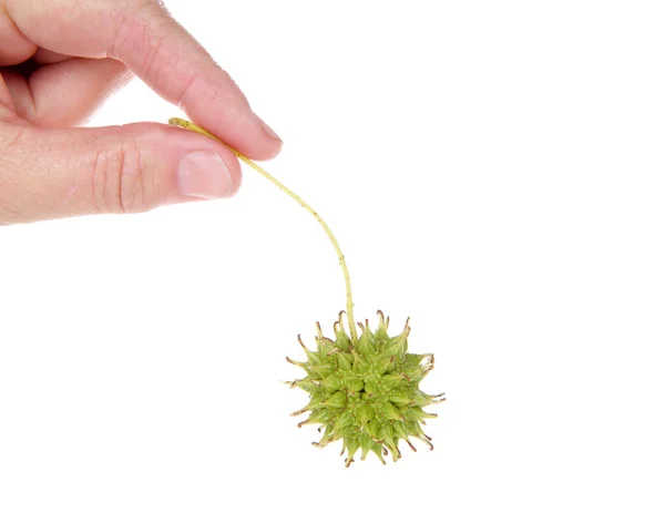 Mano Femenina Caucásica Sosteniendo Una Vaina Semilla Árbol Goma Dulce — Foto de Stock