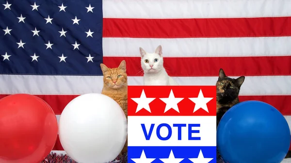 Gatos Diversos Únicos Sentados Detrás Una Urna Electoral Con Voto — Foto de Stock