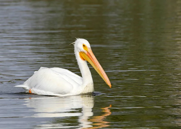 Pelicano Branco Flutuando Uma Vista Perfil Lago Perto Pelicano Branco — Fotografia de Stock