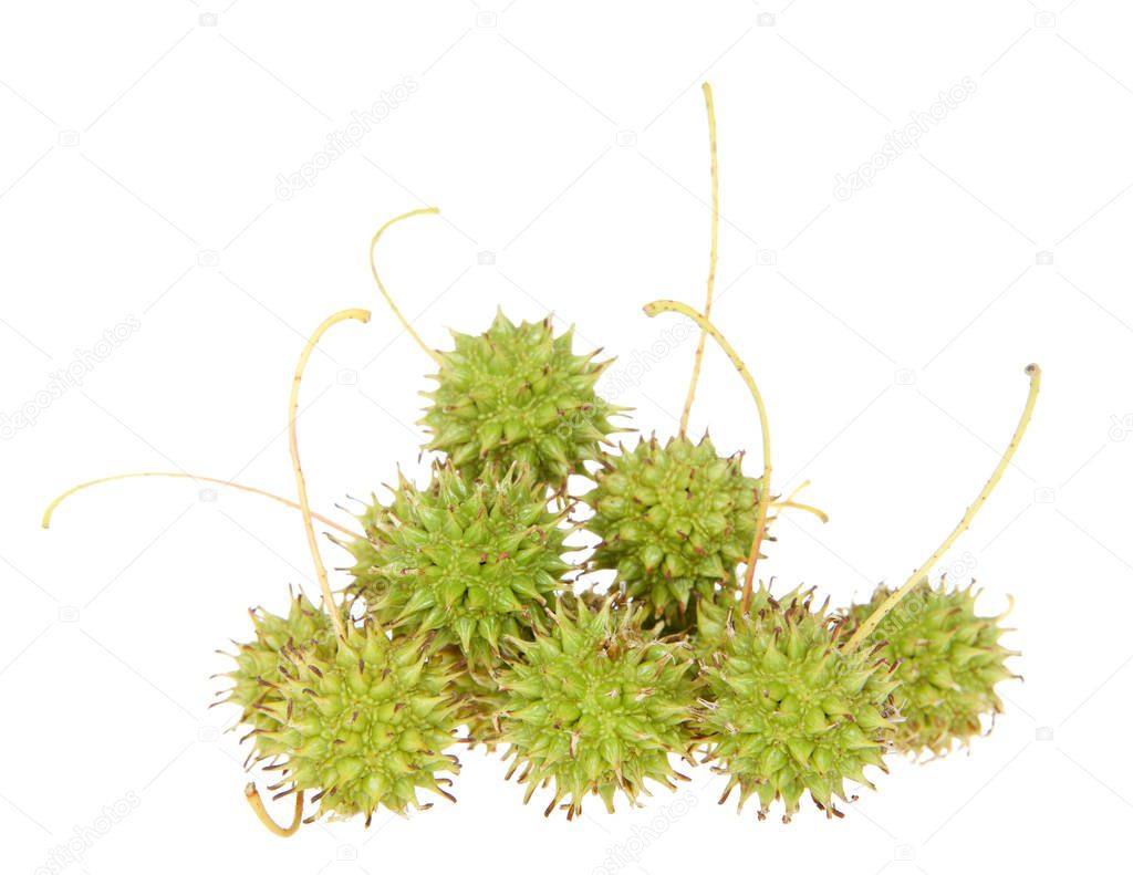 Pile of green Sweet gum tree seed pod from Liquidambar styraciflua, commonly called American sweet gum a deciduous tree in the genus Liquidambar native to warm temperate areas