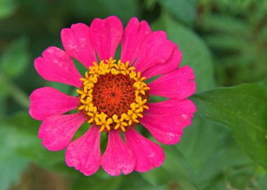 Parlak pembe ve sarı zinnia çiçeğine yaklaş. Zinnia, papatya familyasından bir bitki cinsidir.