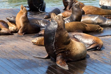 Deniz Aslanları ahşap platformlarda çekildi. Pinnipeds suda kalmak yerine, üreme ve dinlenme gibi nedenlerle kara veya deniz buzu üzerine haul-out.