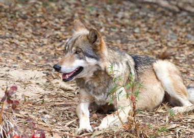 Genç kurt kuru yaprakların üzerinde uzanmış, solculara bakıyor.