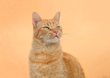 Turuncu arka planda turuncu bir tekir kedinin portresi. Kopyalama alanı ile izleyicilere bakarak.