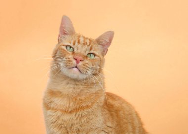 Turuncu arka planda turuncu bir tekir kedinin portresi. Tedirgin ve inançsız bir ifadeyle doğrudan izleyiciye bakıyordu, başını yana eğmişti. Boşluğu kopyala.