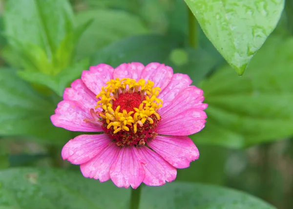 Close Bright Pink Yellow Zinnia Flower Zinnia Genus Plants Sunflower — Stock Photo, Image