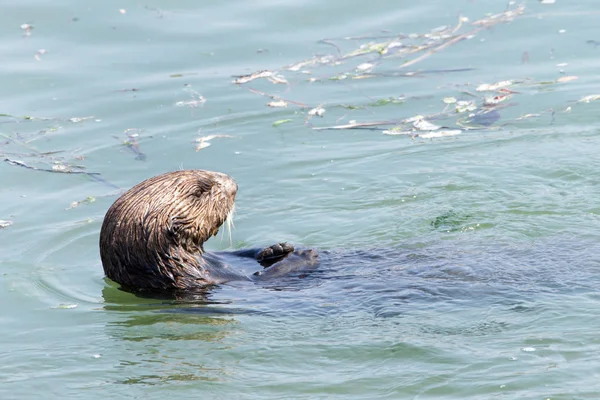 Adorável Lontra Mar Olhando Curiosamente Enquanto Nadava Água Visualização Perfil — Fotografia de Stock