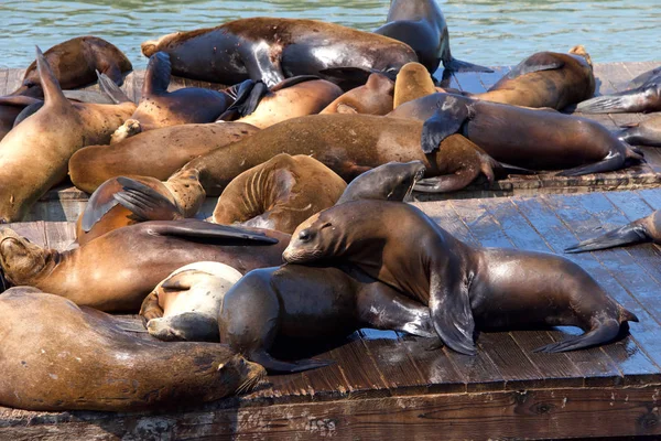 Los Sea Lions Fueron Arrastrados Plataformas Madera Lugar Permanecer Agua — Foto de Stock