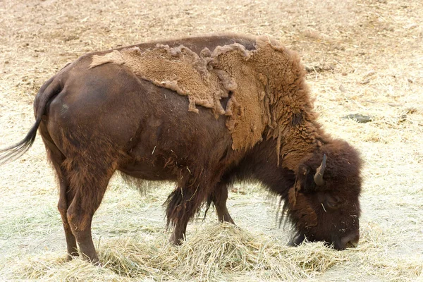 들소가 있습니다 아메리카들소 American Bison 단순한 버팔로 Buffalo 북아메리카 들소의 — 스톡 사진