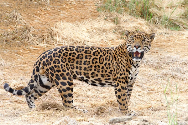 一只成年雄性豹子站在干旱中晒干了褐色的干草 看着观赏者 与其他野猫相比 豹的腿相对较短 头骨较大 — 图库照片