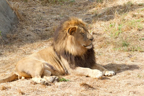 Jeune Lion Mâle Adulte Étendu Sur Herbe Sèche Brune Desséchée — Photo