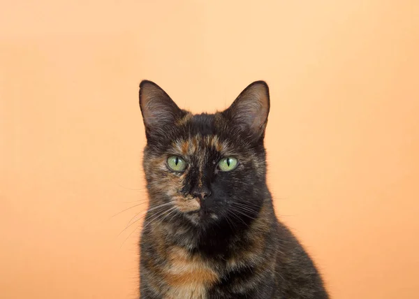 Portrét Jedné Tortie Torbie Tupé Kočky Oranžovém Pozadí Dívá Přímo — Stock fotografie