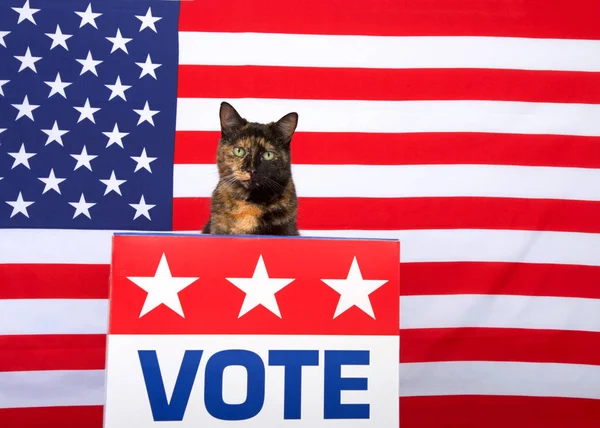 One Tortoiseshell Cat Sitting Podium Vote Sign Front Looking Directly — Stock Photo, Image