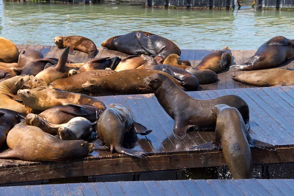 Sea Lions Hauled Out Wood Platforms Rather Remain Water Pinnipeds — Stock Photo, Image