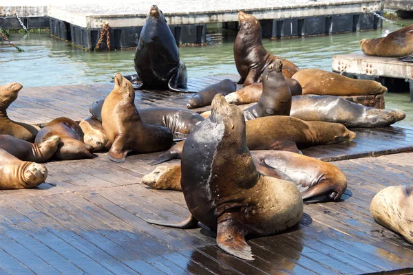 Sea Lions Hauled Out Wood Platforms Rather Remain Water Pinnipeds — Stock Photo, Image