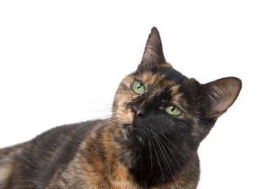 Beyaz arka planda izole edilmiş yeşil gözlü bir tekir kedinin portresi. Soldaki izleyicilere bakıyorum..