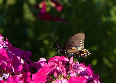 bir siyah kırlangıç, Amerikan kırlangıç kuyruğu ya da yaban havucu kırlangıç kanat çırpıyor durmadan mor renkli çiçeklerden nektar içiyor.