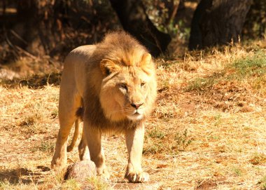 Genç bir erkek aslan, güneşli bir yaz gününde kahverengi çimlerin üzerinde durup izleyicilere doğru bakıyor. Avlanmaya benziyor..