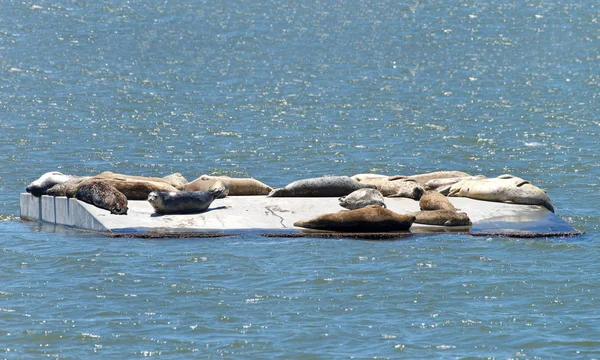 Harbor Seals relaxing in the sun on a man made platform in the San Francisco Bay adjacent to Alameda Island.
