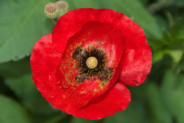 Feche Uma Flor Papoula Vermelha Papoula Uma Planta Com Flor — Fotografia de Stock