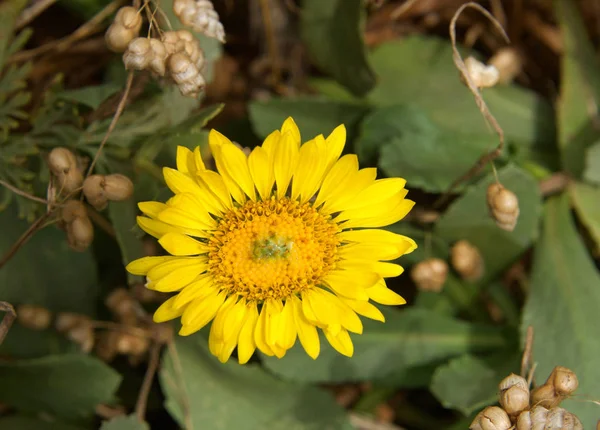 Close Small Yellow Gerbera Daisy Flower Yellow Center Green Center — Stock Photo, Image