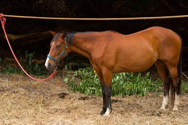 Cavalo Castanho Branco Amarrado Uma Linha Improvisada Longo Lado Uma — Fotografia de Stock