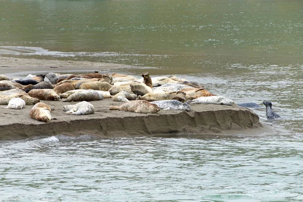 Harbor Seals Hauled Out Sandy Beach Northern Cast Day Actively — Stock Photo, Image