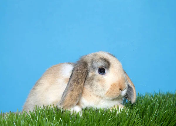 Primer Plano Retrato Bebé Conejo Con Orejas Lop Color Calico —  Fotos de Stock