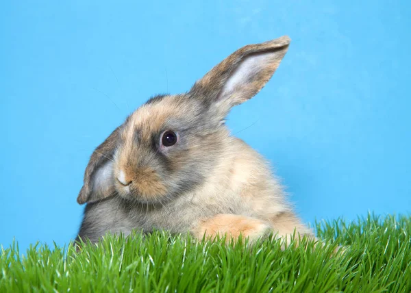 Крупным Планом Портрет Разбавленного Телячьего Цветного Кролика Зеленой Траве Одно — стоковое фото