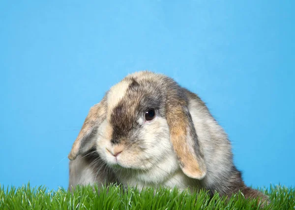 Primer Plano Retrato Adorable Conejo Orejas Calico Lop Hierba Verde —  Fotos de Stock