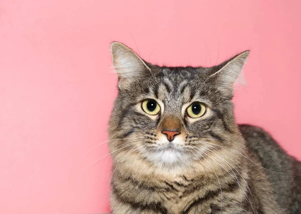 Primer Plano Retrato Adorable Gato Marrón Bronceado Mirando Directamente Espectador —  Fotos de Stock