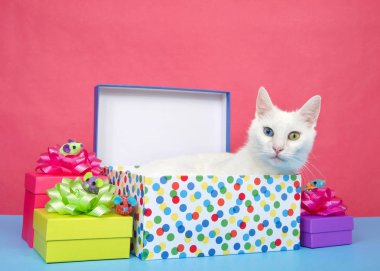 Sevimli beyaz saçlı, heterokromi hastası, garip gözlü, mavi yüzey pembe arka planda renkli hediyelerle çevrili bir doğum günü hediyesinde yatan bir kedi. Hediyelerdeki oyuncak fareler.