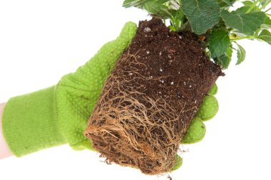 Eldivenli el, saksı sarısı lantana çiçeği, kök salmış. Kök bağlama, büyümeyi durduran, saksının etrafında ve etrafında büyüyen bitkilerin köklerine denir. Sağlık için nakledilmeleri gerekiyor.