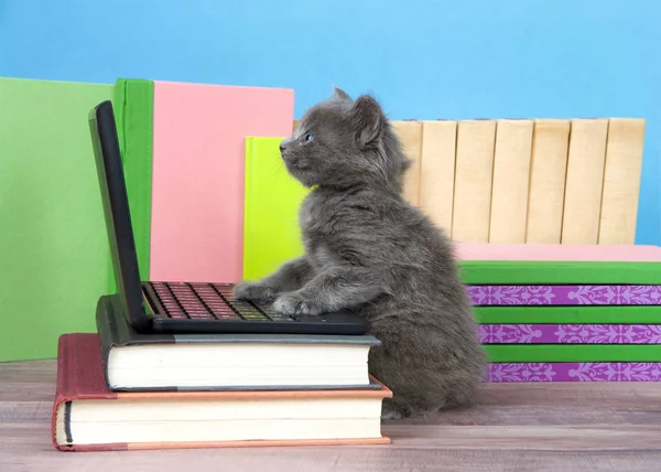one fluffy cute small kitten sitting next to a miniature laptop computer on a desk of books with books behind, wood floor, blue wall background. Paws on keyboard looking up at screen.