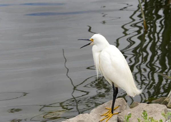 Egret Nevado Sobre Uma Rocha Lado Lago Com Bico Bem — Fotografia de Stock