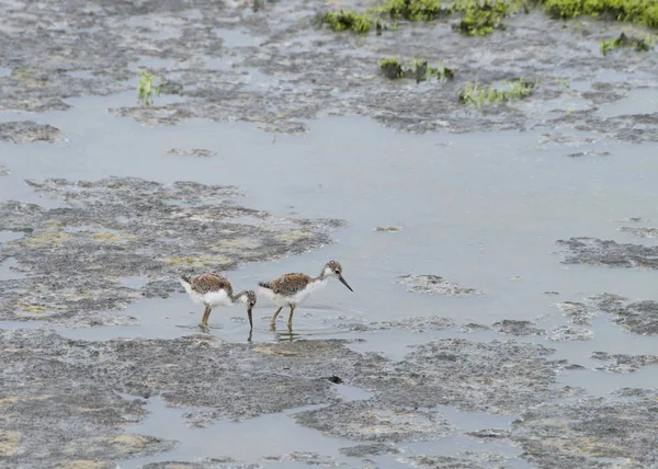 Baby Black Necked Stilt Foraging Food Shallow Marsh Water Young — Stock Photo, Image