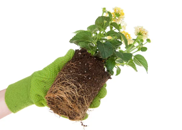 Luva Mão Segurando Vaso Amarelo Lantana Flor Planta Enraizada Ligação — Fotografia de Stock