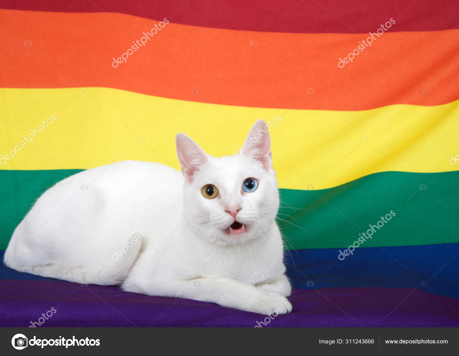 White Short Haired Cat Heterochromia Odd Eyed One Blue One — Stock