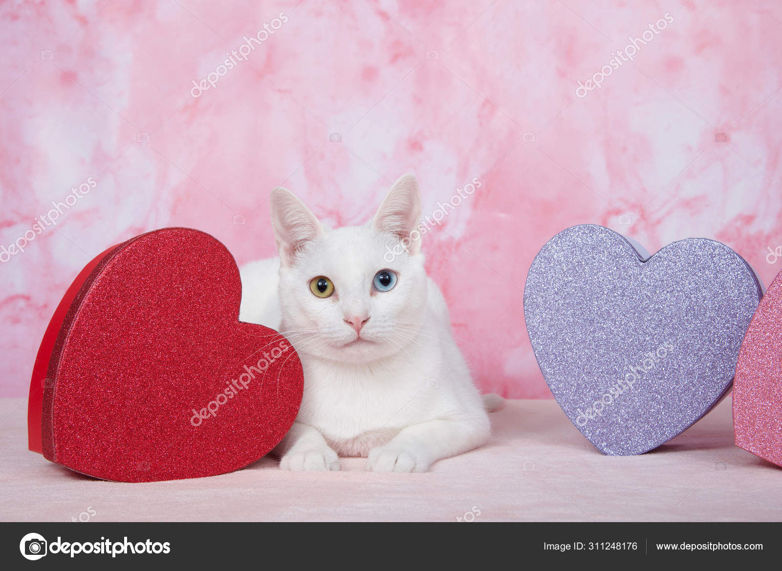 Adorable Chaton Blanc Aux Yeux Heterochromes Jaune Bleu Pose Sur Image Libre De Droit Par Sheilaf02 C Adorable Chaton Blanc Aux Yeux Heterochromes Jaune Bleu Pose Sur Image Libre De Droit Par Sheilaf02 C