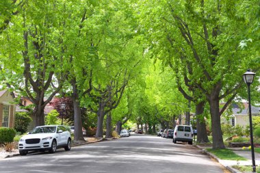 Tall Liquid amber, commonly called sweet gum tree, or American Sweet gum tree, lining an older neighborhood in Northern California. Spring, summer beginning. trees vibrant green. clipart