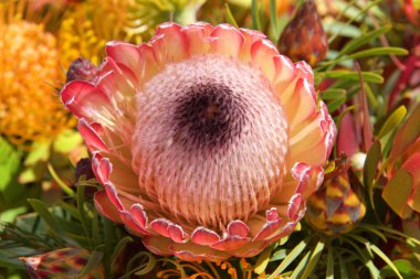 Pembe buz protea çiçeği, arka planda yapraklar ve diğer çiçeklerle kapat. Proteinler şu anda 20 'den fazla ülkede yetiştiriliyor. Protea çiçeğinin değişim ve umudu temsil ettiği söylenir.. 