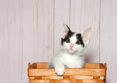 Kafasında siyah yamalar olan sevimli beyaz kedi yavrusu tahta bir sepetin içinde oturmuş, sepetin kenarındaki izleyiciye bakıyor. Kopya alanı olan açık tahta duvar arkaplanı.