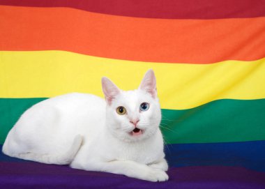 Beyaz, kısa saçlı, heterokromi hastası, tek gözlü, sarı gözlü, arka planda bayraklı, Gay Onur bayrağının üzerinde yatan izleyiciye bakan bir mavi. Konuşuyormuş gibi ağzını aç..