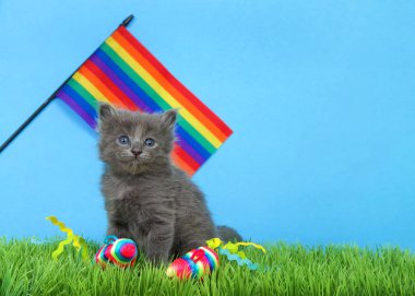 Mavi arka planı olan yeşil çimenlerde oturan küçük sevimli gri kedi yavrusu, gökkuşağı derisi arkasında sallanıyor ve çimenlerde parlak gökkuşağı fareleri var..