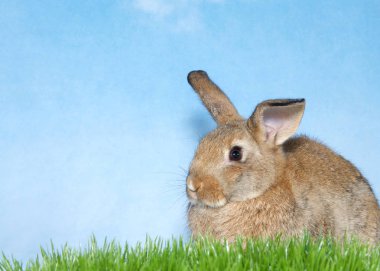 Mavi arka planı olan yeşil çimenli kahverengi tavşan. Evcil tavşan, daha yaygın olarak evcil tavşan, tavşan ya da tavşan olarak bilinen Avrupa tavşan türünün evcil bir türüdür..