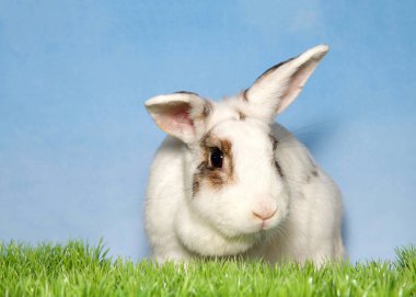 İzleyicilere bakan sevimli beyaz benekli anne tavşanın portresi, mavi arka planda yeşil çimlerin arkasında, bulutlu gökyüzü. Boşluğu kopyala.
